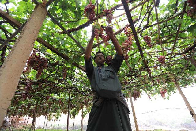 A Yemeni farmer collects grapes during the harvest season at a vineyard in the Bani Hashish district located on the eastern outskirts of Sanaa on August 30, 2026. (Photo by Mohammed HUWAIS / AFP)