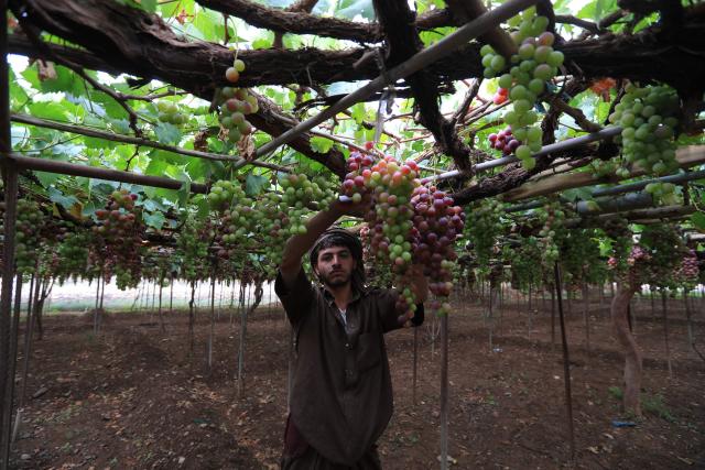A Yemeni farmer collects grapes during the harvest season at a vineyard in the Bani Hashish district located on the eastern outskirts of Sanaa on August 30, 2026. (Photo by Mohammed HUWAIS / AFP)