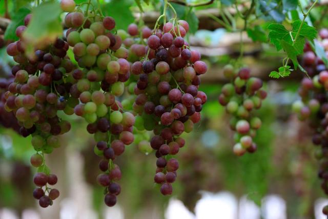 Ripe grapes are pictured at a vineyard in the Bani Hashish district located on the eastern outskirts of Sanaa on August 30, 2026. (Photo by Mohammed HUWAIS / AFP)