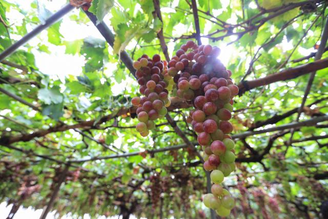 Ripe grapes are pictured at a vineyard in the Bani Hashish district located on the eastern outskirts of Sanaa on August 30, 2026. (Photo by Mohammed HUWAIS / AFP)