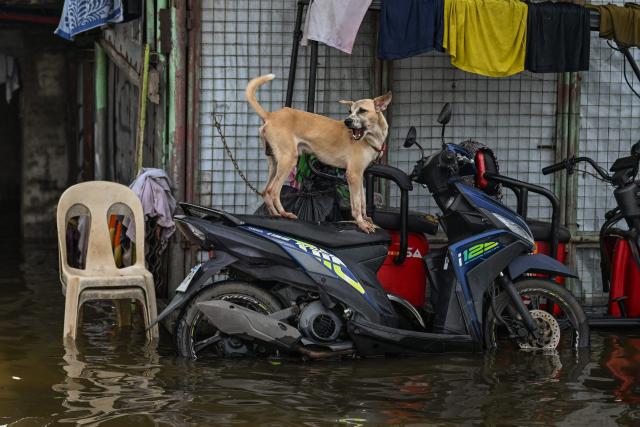 A dog stands on a motorcycle on a flooded street after heavy rains brought by the southwest monsoon in Pampanga on August 31, 2026. (Photo by Jam STA ROSA / AFP)