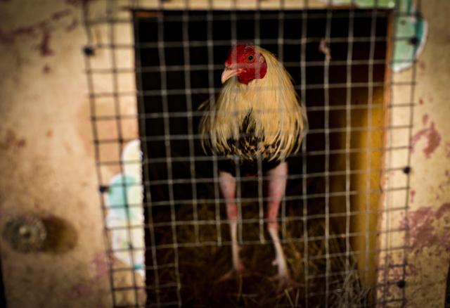 The fighting cock Giro rests inside a cage at Gilberto Cavalli's cockfighting compound in the Pedregal neighbourhood of Panama City on August 20, 2026. Introduced to the Americas during the colonial period, cockfighting became established in communities across Latin America and evolved into a tradition passed down through generations. The breeding and selection of fighting cocks are integral to the practice, which continues to attract followers in several countries across the region, although it remains controversial due to animal welfare concerns. (Photo by MARTIN BERNETTI / AFP)