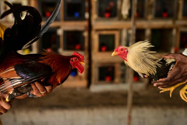 Two fighting cocks are brought together before a training session in the Pedregal neighbourhood of Panama City on August 20, 2026. Introduced to the Americas during the colonial period, cockfighting became established in communities across Latin America and evolved into a tradition passed down through generations. The breeding and selection of fighting cocks are integral to the practice, which continues to attract followers in several countries across the region, although it remains controversial due to animal welfare concerns. (Photo by MARTIN BERNETTI / AFP)