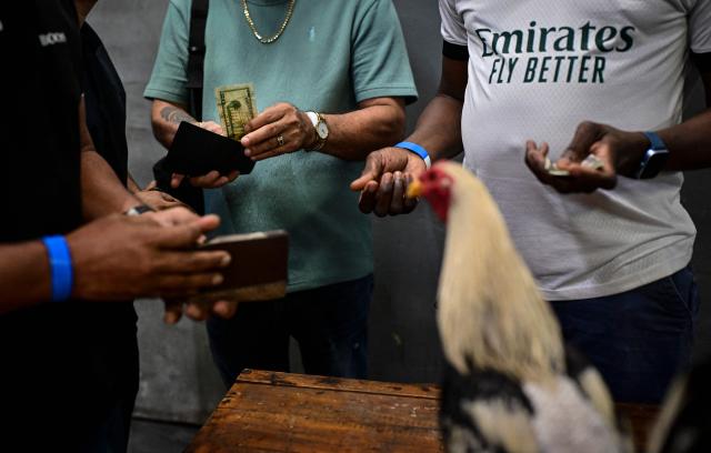 People place bets on the fighting cock Giro before a match at a cockfighting arena in the Pedregal neighbourhood of Panama City on August 22, 2026. Introduced to the Americas during the colonial period, cockfighting became established in communities across Latin America and evolved into a tradition passed down through generations. The breeding and selection of fighting cocks are integral to the practice, which continues to attract followers in several countries across the region, although it remains controversial due to animal welfare concerns. (Photo by MARTIN BERNETTI / AFP)