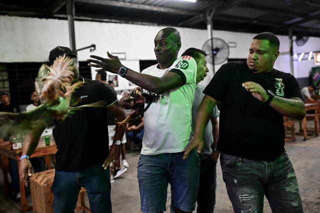 A fighting cock lunges at the fighting cock Giro, held by Melvin Goodfing, as people react during the weighing of the birds at a cockfighting arena in the Pedregal neighbourhood of Panama City on August 22, 2026. Introduced to the Americas during the colonial period, cockfighting became established in communities across Latin America and evolved into a tradition passed down through generations. The breeding and selection of fighting cocks are integral to the practice, which continues to attract followers in several countries across the region, although it remains controversial due to animal welfare concerns. (Photo by MARTIN BERNETTI / AFP)