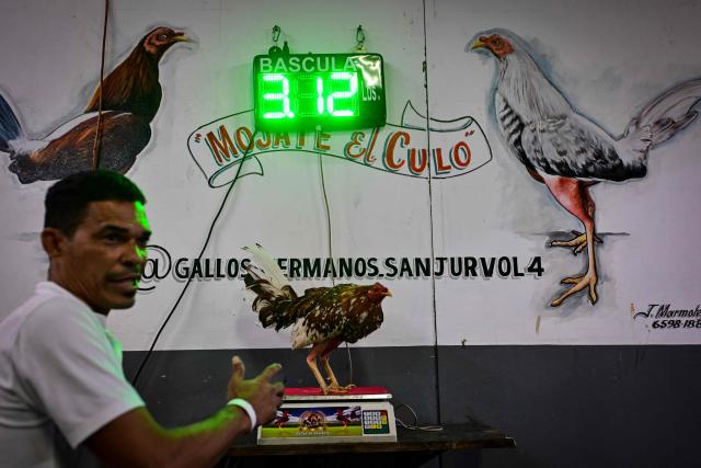 A cockfighting trainer weighs a fighting cock before a match at a cockfighting arena in the Pedregal neighbourhood of Panama City on August 22, 2026. Introduced to the Americas during the colonial period, cockfighting became established in communities across Latin America and evolved into a tradition passed down through generations. The breeding and selection of fighting cocks are integral to the practice, which continues to attract followers in several countries across the region, although it remains controversial due to animal welfare concerns. (Photo by MARTIN BERNETTI / AFP)