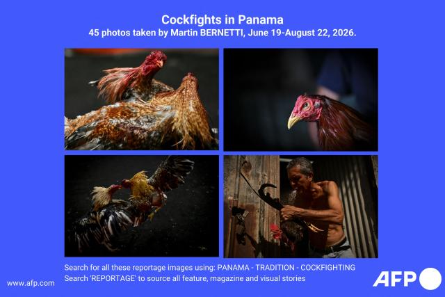 AFP presents a visual story of 45 photos by Martin Bernetti documenting cockfighting and fighting cock breeding traditions in Panama City between June 19 and August 22, 2026. Introduced to the Americas during the colonial period, cockfighting became established in communities across Latin America and evolved into a tradition passed down through generations. The breeding and selection of fighting cocks are integral to the practice, which continues to attract followers in several countries across the region, although it remains controversial due to animal welfare concerns. Search for all these reportage images using: PANAMA - TRADITION - COCKFIGHTING
Search "REPORTAGE" to source all feature, magazine and visual story. (Photo by Martin BERNETTI / AFP)