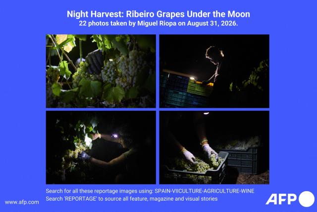 AFP presents 22 photographs by Spanish photographer Miguel Riopa, taken during a night harvest at the Laudes winery in Cenlle, within the Ribeiro appellation, northwestern Spain, late on August 31, 2026. Search for all these reportage images using: SPAIN-VINICULTURE-AGRICULTURE-WINE
Search ‘REPORTAGE ’ to source all feature, magazine and photo essays (Photo by Miguel RIOPA / AFP)