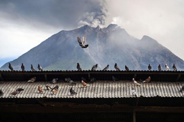 TOPSHOT - Pigeons are seen in front of Mount Sinabung as it spews ash and thick smoke as seen from Karo, North Sumatra province early on September 2, 2026. (Photo by Yt HARYONO / AFP)