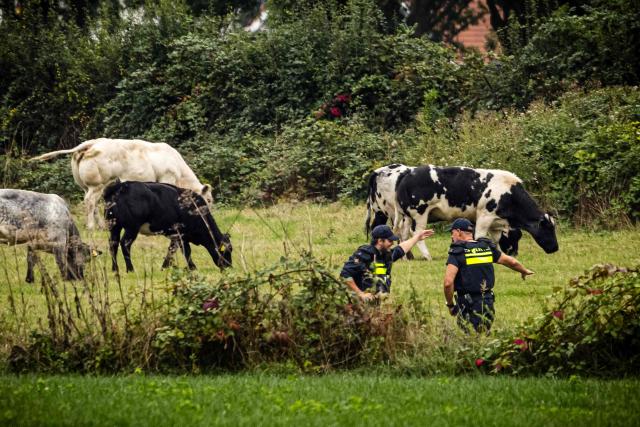 Netherlands' Police Mobile Unit conducts a search in a field next to grazing cows a day after a shooting incident, resulting in the death of a 51-year-old, reportedly a security guard, in Overasselt, southeastern Netherlands on September 2, 2026. Dutch authorities said on September 1 they had arrested 34 people, including French, Belgian and Algerian nationals, after a pre-dawn shootout reportedly linked to a notorious drug lord that claimed one life. (Photo by ROB ENGELAAR / ANP / AFP) / Netherlands OUT