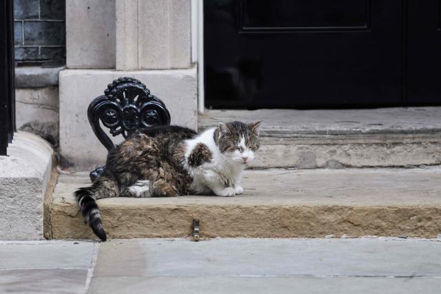 'Larry the cat' sits outside 10 Downing Street ahead of the arrival of France's President Emmanuel Macron in central London on September 3, 2026. (Photo by Ludovic MARIN / AFP)