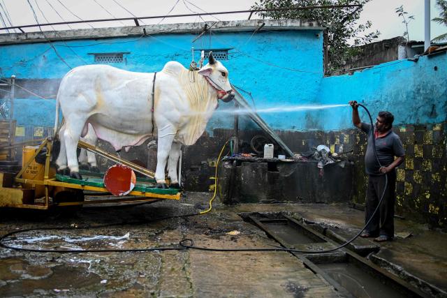 A worker washes a chariot in preparations for a religious procession on the eve of the Krishna Janmashtami festival in Hyderabad on September 3, 2026. (Photo by Noah SEELAM / AFP)