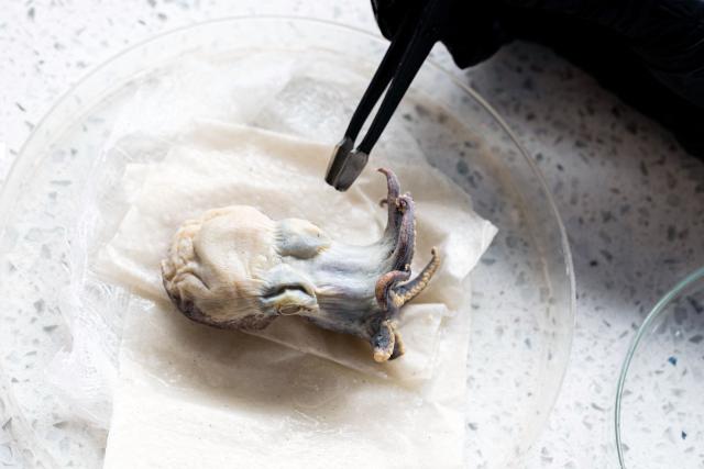 Paulina Sepa Egas, head researcher of the Charles Darwin Foundation's Marine Collections, examines a preserved Galapagos blue octopus (Microeledone galapagensis) with forceps in a laboratory in Puerto Ayora on Santa Cruz Island in the Galapagos Islands, Ecuador, on September 2, 2026. The strange, golf-ball-sized specimen that dazzled the scientific community has returned to Galapagos Islands to rest at the Charles Darwin Research Station, a showcase of the planet's astonishing species. (Photo by Carlos ESPINOSA / AFP)