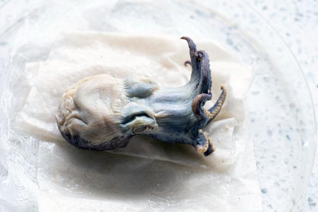 A preserved Galapagos blue octopus (Microeledone galapagensis) is pictured in a laboratory in Puerto Ayora on Santa Cruz Island in the Galapagos Islands, Ecuador, on September 2, 2026. The strange, golf-ball-sized specimen that dazzled the scientific community has returned to Galapagos Islands to rest at the Charles Darwin Research Station, a showcase of the planet's astonishing species. (Photo by Carlos ESPINOSA / AFP)