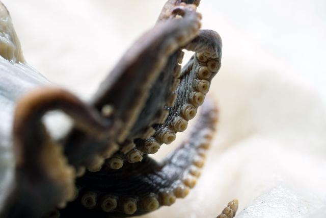 Close-up of a preserved Galapagos blue octopus (Microeledone galapagensis) in a laboratory in Puerto Ayora on Santa Cruz Island in the Galapagos Islands, Ecuador, on September 2, 2026. The strange, golf-ball-sized specimen that dazzled the scientific community has returned to Galapagos Islands to rest at the Charles Darwin Research Station, a showcase of the planet's astonishing species. (Photo by Carlos ESPINOSA / AFP)