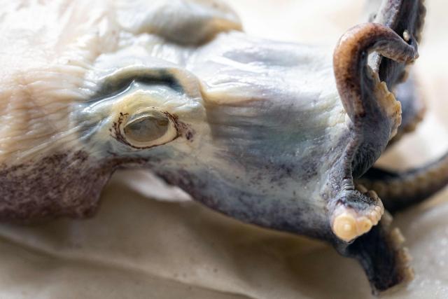 Close-up of a preserved Galapagos blue octopus (Microeledone galapagensis) in a laboratory in Puerto Ayora on Santa Cruz Island in the Galapagos Islands, Ecuador, on September 2, 2026. The strange, golf-ball-sized specimen that dazzled the scientific community has returned to Galapagos Islands to rest at the Charles Darwin Research Station, a showcase of the planet's astonishing species. (Photo by Carlos ESPINOSA / AFP)