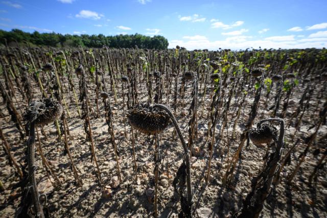 This picture shows a field of dry sunflowers in Machecoul, western France, on September 3, 2026. After a summer marked by record-breaking heat waves, wildfires, and drought, the government announced on September 4, 2026 one billion euros in emergency aid to support France’s hard-hit agricultural sector. (Photo by Loic VENANCE / AFP)