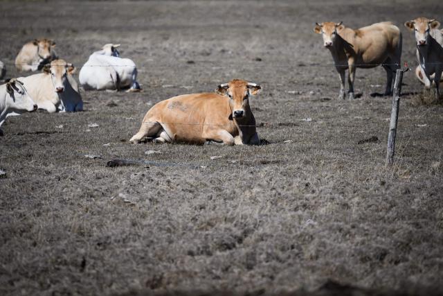 Cows stand in a dry field in Machecoul, western France, on September 3, 2026. After a summer marked by record-breaking heat waves, wildfires, and drought, the government announced on September 4, 2026 one billion euros in emergency aid to support France’s hard-hit agricultural sector. (Photo by Loic VENANCE / AFP)