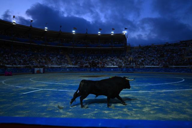 A Zacarias-Moreno bull runs during a bullfight at the Marcel-Dangou arena in Bayonne, southwestern France, on September 4, 2026. (Photo by Gaizka IROZ / AFP)