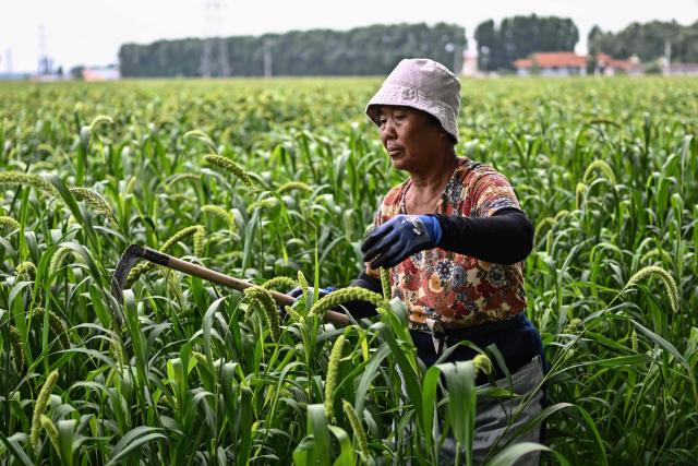 This picture taken on August 18, 2026 shows a woman working in a millet field in Zhoujiazhuang Commune of Jinzhou, in China's northern Hebei province. (Photo by Pedro PARDO / AFP) / TO GO WITH: China-Mao-anniversary, by Sam DAVIES