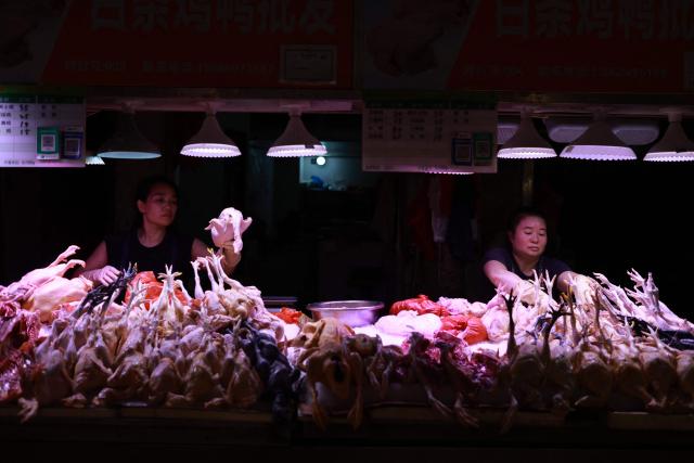 Poultry vendors wait for customers at a market in Xiamen, in China’s eastern Fujian province on September 9, 2026. (Photo by CN-STR / AFP) / China OUT