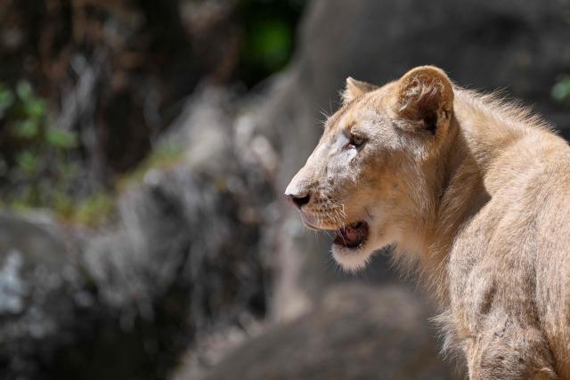 A one-year-old white lion (Panthera leo) from South Africa is seen during a press presentation at La Aurora Zoo in Guatemala City on September 9, 2026. (Photo by Johan ORDONEZ / AFP)