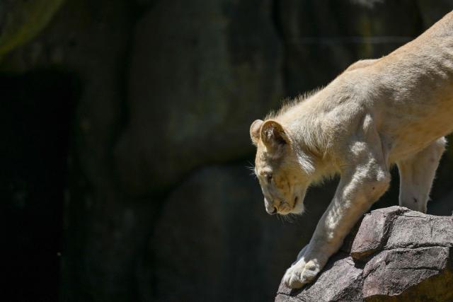 A one-year-old white lion (Panthera leo) from South Africa is seen during a press presentation at La Aurora Zoo in Guatemala City on September 9, 2026. (Photo by Johan ORDONEZ / AFP)