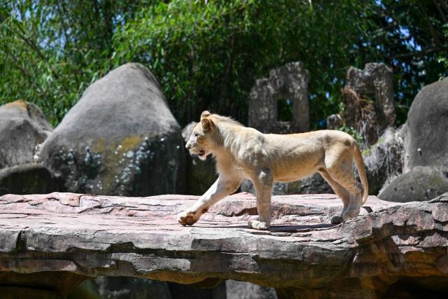 A one-year-old white lion (Panthera leo) from South Africa is seen during a press presentation at La Aurora Zoo in Guatemala City on September 9, 2026. (Photo by Johan ORDONEZ / AFP)