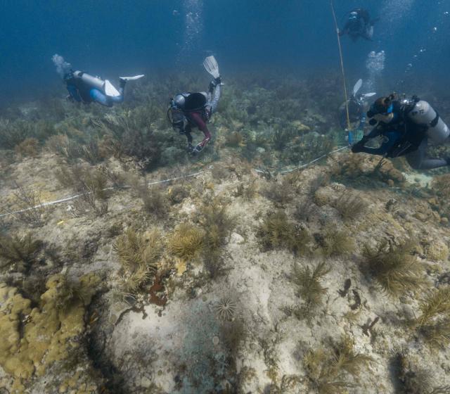 Divers survey a stretch of reef after outplanting new coral colonies, running transect lines to track coral growth and the health of the surrounding ecosystem, off the coast of Florida on August 28, 2026. A team of scientists and trained volunteers in scuba gear is planting young coral onto a reef and examining how others are faring in the increasingly warm waters. It is part of a long-running "Rescue a Reef" program run by the University of Miami that aims to advance conservation efforts and raise public awareness. 
Part of that work involves researching which coral species are able to better withstand fast heating oceans as a result of human-caused climate change. (Photo by Jesus Olarte / AFP)