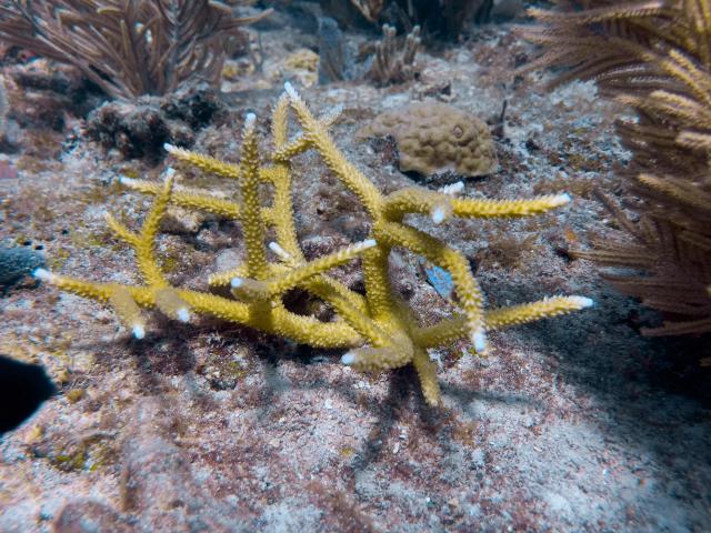 A staghorn coral colony shows whitened branch tips, an early sign of bleaching, growing near a mound of star coral on a reef off Miami on August 28, 2026. A team of scientists and trained volunteers in scuba gear is planting young coral onto a reef and examining how others are faring in the increasingly warm waters. It is part of a long-running "Rescue a Reef" program run by the University of Miami that aims to advance conservation efforts and raise public awareness. 
Part of that work involves researching which coral species are able to better withstand fast heating oceans as a result of human-caused climate change. (Photo by Jesus Olarte / AFP)