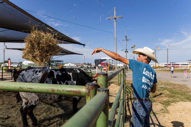 Keir Albert of Albert Acres Cattle Company throws some hay in the pen holding his Texas Longhorn bulls on September 4, 2026 at the Nebraska State Fair in Grand Island, Nebraska. "I'm ready for it to be over," said Keir Albert, a 20-year-old cattle rancher who voted for Trump two years ago, speaking about the war with Iran. "I mean, of course, not everybody's excited about how fuel prices and stuff are going crazy. But I think what he's doing with national security is important," said Albert, who came to the state fair with his Longhorns. "I feel like he just supports our business, like business in general, a lot better than the other party." (Photo by Austin Johnson / AFP)