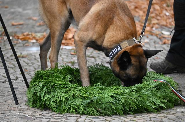 A sniffer dog of the police checks a wreath prior to a wreath-laying ceremony at the Neue Wache (New Watchhouse) Central Memorial of the Federal Republic of Germany to the Victims of War and Tyranny in Berlin on September 10, 2026. The leader of the United Arab Emirates (UAE) started a two-day-visit to Germany during which, Emirati diplomats said, AI and energy deals worth several billion euros will be signed. (Photo by RALF HIRSCHBERGER / AFP)