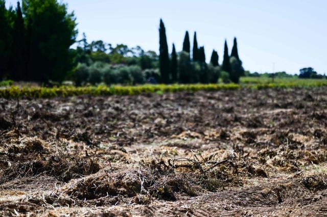 This photograph shows uprooted vines at a wineyard in Villeneuve-les-Beziers, Southern France, on September 13, 2026. (Photo by Gabriel BOUYS / AFP)