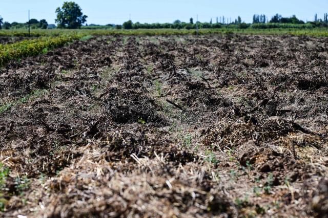 This photograph shows uprooted vines at a wineyard in Villeneuve-les-Beziers, Southern France, on September 13, 2026. (Photo by Gabriel BOUYS / AFP)