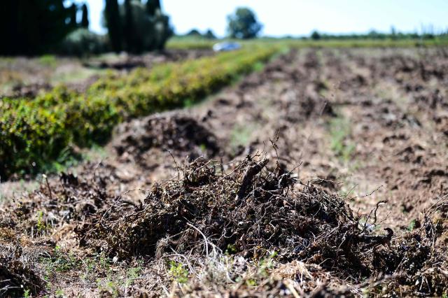 This photograph shows an uprooted vine at a wineyard in Villeneuve-les-Beziers, Southern France, on September 13, 2026. (Photo by Gabriel BOUYS / AFP)