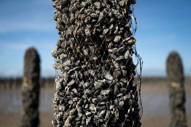 This photograph shows a mussel stake on which a lot of mussels are missing in the EARL Maine père & fils shellfish breeding farm off the coast of Bricqueville-sur-Mer, northwestern France, on September 13, 2026. French mussel farms have been hit hard by the heatwaves, and the drought has deprived them of nutrients: French mussel production has fallen by a quarter during the summer of 2026, according to industry experts, who are facing the future with uncertainty. (Photo by Guillaume SALIGOT / AFP)