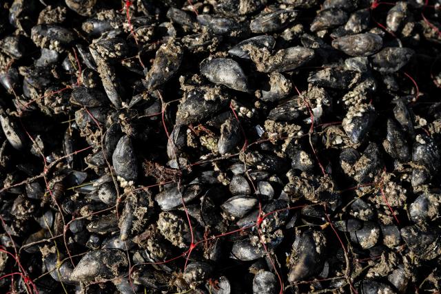 This photograph shows bouchot mussels stored in a net in the EARL Maine père & fils shellfish breeding farm off the coast of Bricqueville-sur-Mer, northwestern France, on September 13, 2026. French mussel farms have been hit hard by the heatwaves, and the drought has deprived them of nutrients: French mussel production has fallen by a quarter during the summer of 2026, according to industry experts, who are facing the future with uncertainty. (Photo by Guillaume SALIGOT / AFP)
