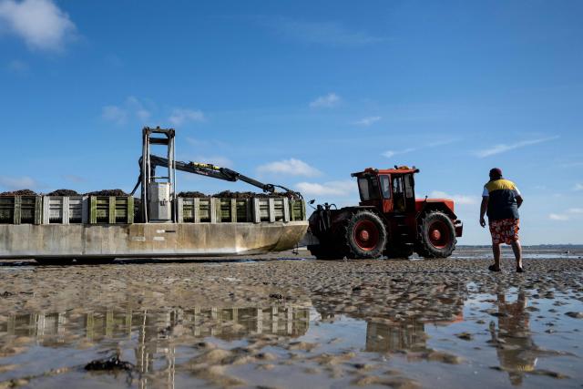 French sea farmer Loïc Maine walks on the beach toward his tractor and trailer full of mussels in the EARL Maine père & fils shellfish breeding farm off the coast of Bricqueville-sur-Mer, northwestern France, on September 13, 2026. French mussel farms have been hit hard by the heatwaves, and the drought has deprived them of nutrients: French mussel production has fallen by a quarter during the summer of 2026, according to industry experts, who are facing the future with uncertainty. (Photo by Guillaume SALIGOT / AFP)