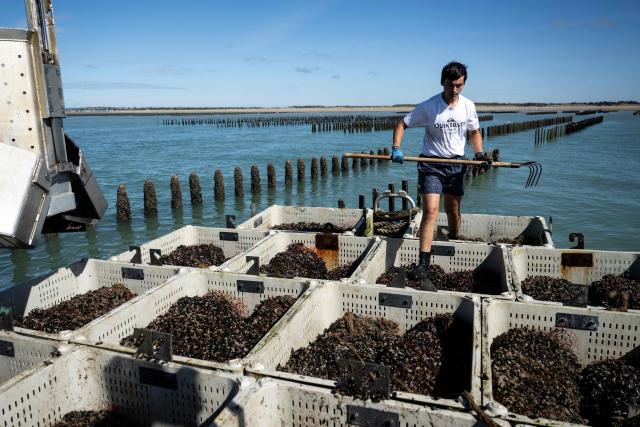 Sea farmer Gaspar Maine, 21, works during mussels harvest in the EARL Maine père & fils shellfish breeding farm off the coast of Bricqueville-sur-Mer, northwestern France, on September 13, 2026. French mussel farms have been hit hard by the heatwaves, and the drought has deprived them of nutrients: French mussel production has fallen by a quarter during the summer of 2026, according to industry experts, who are facing the future with uncertainty. (Photo by Guillaume SALIGOT / AFP)