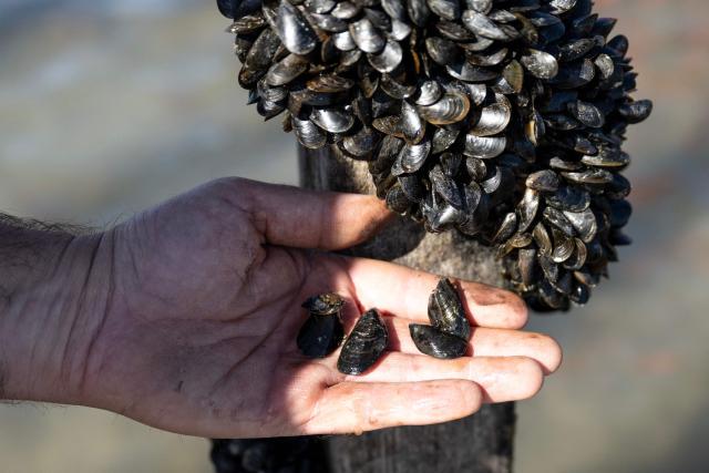 Sea farmer Loïc Maine compares the size of 10 months mussels (bottom) and 16 months mussels (top) in the EARL Maine père & fils shellfish breeding farm off the coast of Bricqueville-sur-Mer, northwestern France, on September 13, 2026. French mussel farms have been hit hard by the heatwaves, and the drought has deprived them of nutrients: French mussel production has fallen by a quarter during the summer of 2026, according to industry experts, who are facing the future with uncertainty. (Photo by Guillaume SALIGOT / AFP)