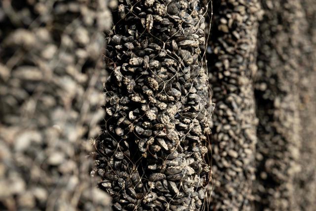 This photograph shows bouchot mussels on mussels stakes in the EARL Maine père & fils shellfish breeding farm off the coast of Bricqueville-sur-Mer, northwestern France, on September 13, 2026. French mussel farms have been hit hard by the heatwaves, and the drought has deprived them of nutrients: French mussel production has fallen by a quarter during the summer of 2026, according to industry experts, who are facing the future with uncertainty. (Photo by Guillaume SALIGOT / AFP)