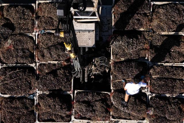 This aerial photograph shows sea farmer Gaspar Maine, 21, working on a floating trailer with bouchot mussels in the EARL Maine père & fils shellfish breeding farm off the coast of Bricqueville-sur-Mer, northwestern France, on September 13, 2026. French mussel farms have been hit hard by the heatwaves, and the drought has deprived them of nutrients: French mussel production has fallen by a quarter during the summer of 2026, according to industry experts, who are facing the future with uncertainty. (Photo by Guillaume SALIGOT / AFP)