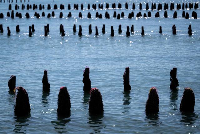 This photograph shows partly-under water mussels stakes on the EARL Maine père & fils shellfish breeding farm off the coast of Bricqueville-sur-Mer, northwestern France, on September 13, 2026. French mussel farms have been hit hard by the heatwaves, and the drought has deprived them of nutrients: French mussel production has fallen by a quarter during the summer of 2026, according to industry experts, who are facing the future with uncertainty. (Photo by Guillaume SALIGOT / AFP)