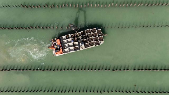 This aerial photograph shows sea farmers working between mussels stakes in the English Channel in the EARL Maine père & fils shellfish breeding farm off the coast of Bricqueville-sur-Mer, northwestern France, on September 13, 2026. French mussel farms have been hit hard by the heatwaves, and the drought has deprived them of nutrients: French mussel production has fallen by a quarter during the summer of 2026, according to industry experts, who are facing the future with uncertainty. (Photo by Guillaume SALIGOT / AFP)