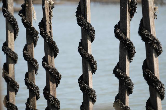 This photograph shows young bouchot mussels on wooden stakes in the EARL Maine père & fils shellfish breeding farm off the coast of Bricqueville-sur-Mer, northwestern France, on September 13, 2026. French mussel farms have been hit hard by the heatwaves, and the drought has deprived them of nutrients: French mussel production has fallen by a quarter during the summer of 2026, according to industry experts, who are facing the future with uncertainty. (Photo by Guillaume SALIGOT / AFP)