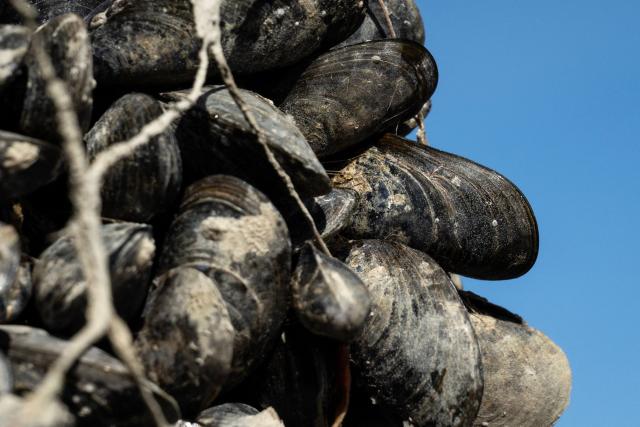 This photograph show bouchot mussels on a mussels stake in the EARL Maine père & fils shellfish breeding farm off the coast of Bricqueville-sur-Mer, northwestern France, on September 13, 2026. French mussel farms have been hit hard by the heatwaves, and the drought has deprived them of nutrients: French mussel production has fallen by a quarter during the summer of 2026, according to industry experts, who are facing the future with uncertainty. (Photo by Guillaume SALIGOT / AFP)
