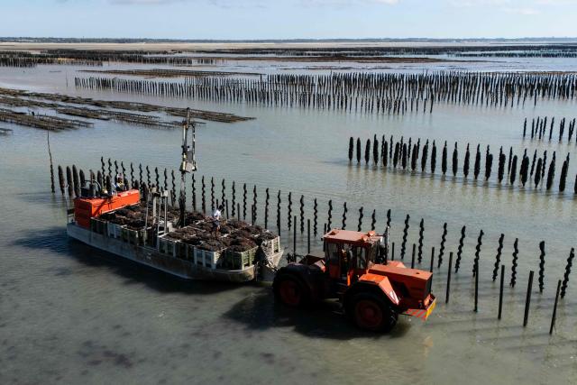 This aerial photograph shows sea farmers working between mussels stakes in the English Channel in the EARL Maine père & fils shellfish breeding farm off the coast of Bricqueville-sur-Mer, northwestern France, on September 13, 2026. French mussel farms have been hit hard by the heatwaves, and the drought has deprived them of nutrients: French mussel production has fallen by a quarter during the summer of 2026, according to industry experts, who are facing the future with uncertainty. (Photo by Guillaume SALIGOT / AFP)