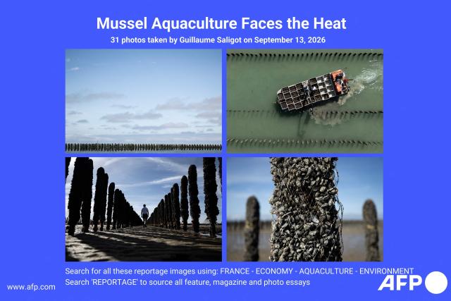AFP presents a reportage of 31 photos taken by photographer Guillaume Saligot on September 13, 2026 of French mussel aquaculture - a sector which has been hit hard by heatwaves and drought. French mussel production has fallen by a quarter during the summer of 2026, according to industry experts, who are facing the future with uncertainty. Search for all these reportage images using: FRANCE-ECONOMY-AQUACULTURE-ENVIRONMENT - REPORTAGE

Search 'REPORTAGE' to source all feature, magazine and photo essays. (Photo by Guillaume SALIGOT / AFP)