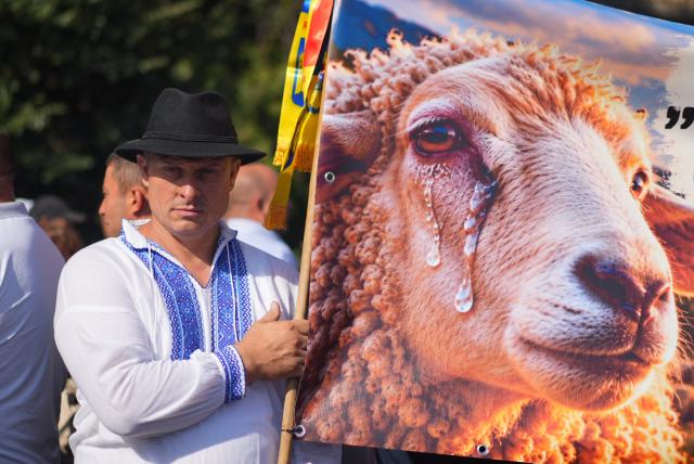A shepherd takes part in a protest in Bucharest, Romania, September 15, 2026. Some 2.000 people protested in front of the Romanian government in the capital Bucharest, a protest started by disgruntled farmers and shepherds, which was also promoted online by supporters of the far right. Several participants jostled one another and came to blows with law enforcement, which used tear gas. The shepherds call for the lifting of the ban on live sheep exports in the EU, a measure imposed after the livestock sector was affected by small ruminant plague. (Photo by Mihai Barbu / AFP)