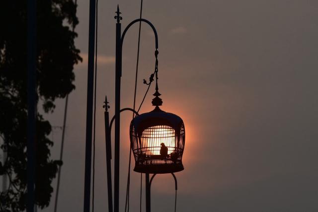 A dove sits in a cage during an annual bird singing competition competing for the Royal Trophy from Thai Princess Sirindhorn, in Thailand's southern province of Narathiwat on September 16, 2026. (Photo by Madaree TOHLALA / AFP)